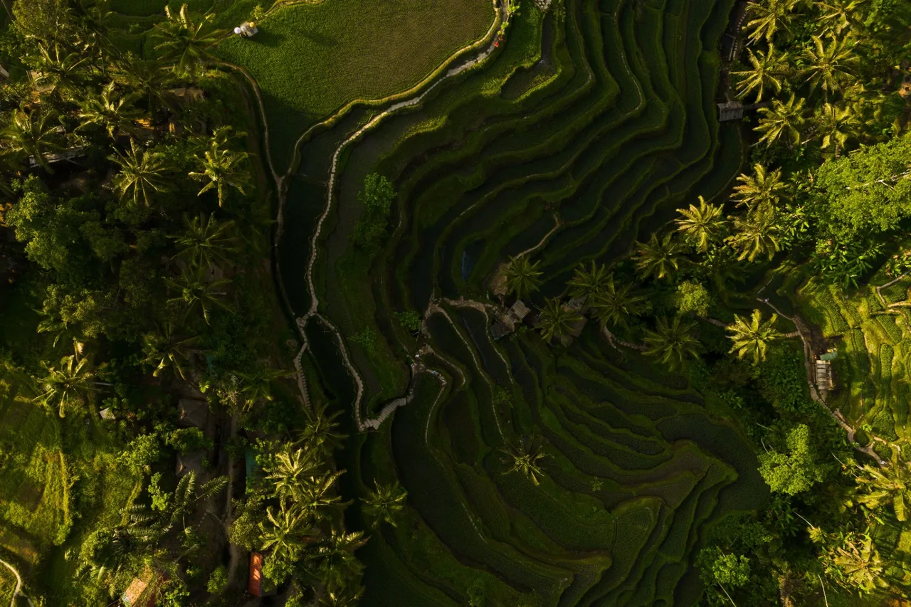 Sunrise over the Tegalalang Rice Terraces in Ubud, Bali